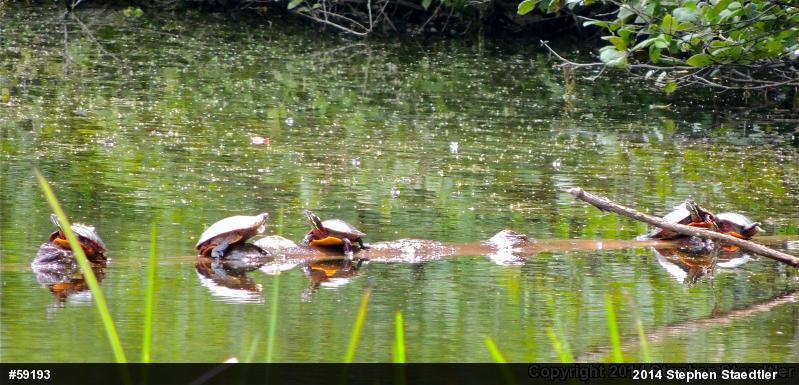 Eastern Painted Turtle