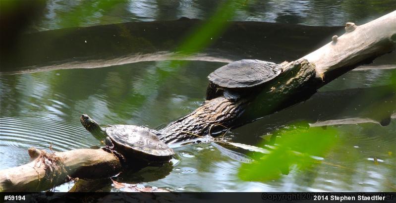 Northern Map Turtle