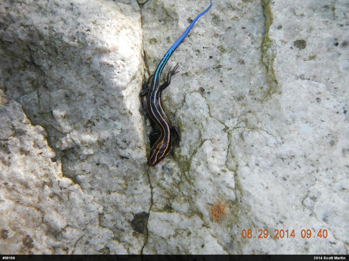 Common Five-lined Skink