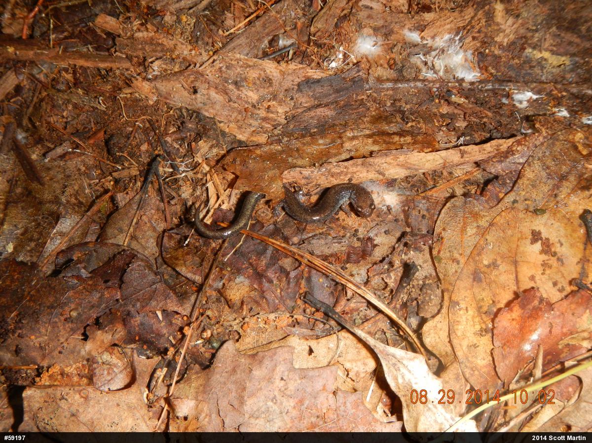 Eastern Red-backed  Salamander