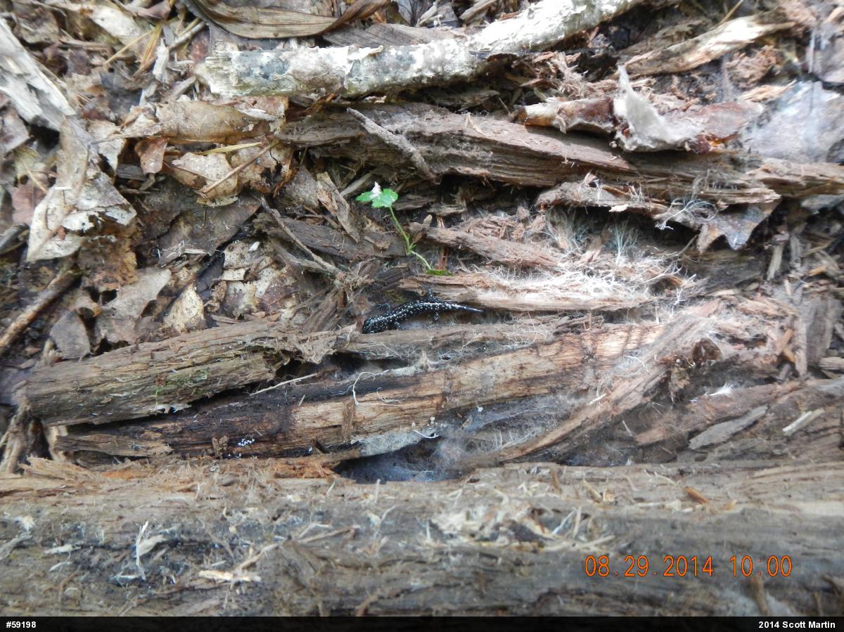 Northern Slimy Salamander
