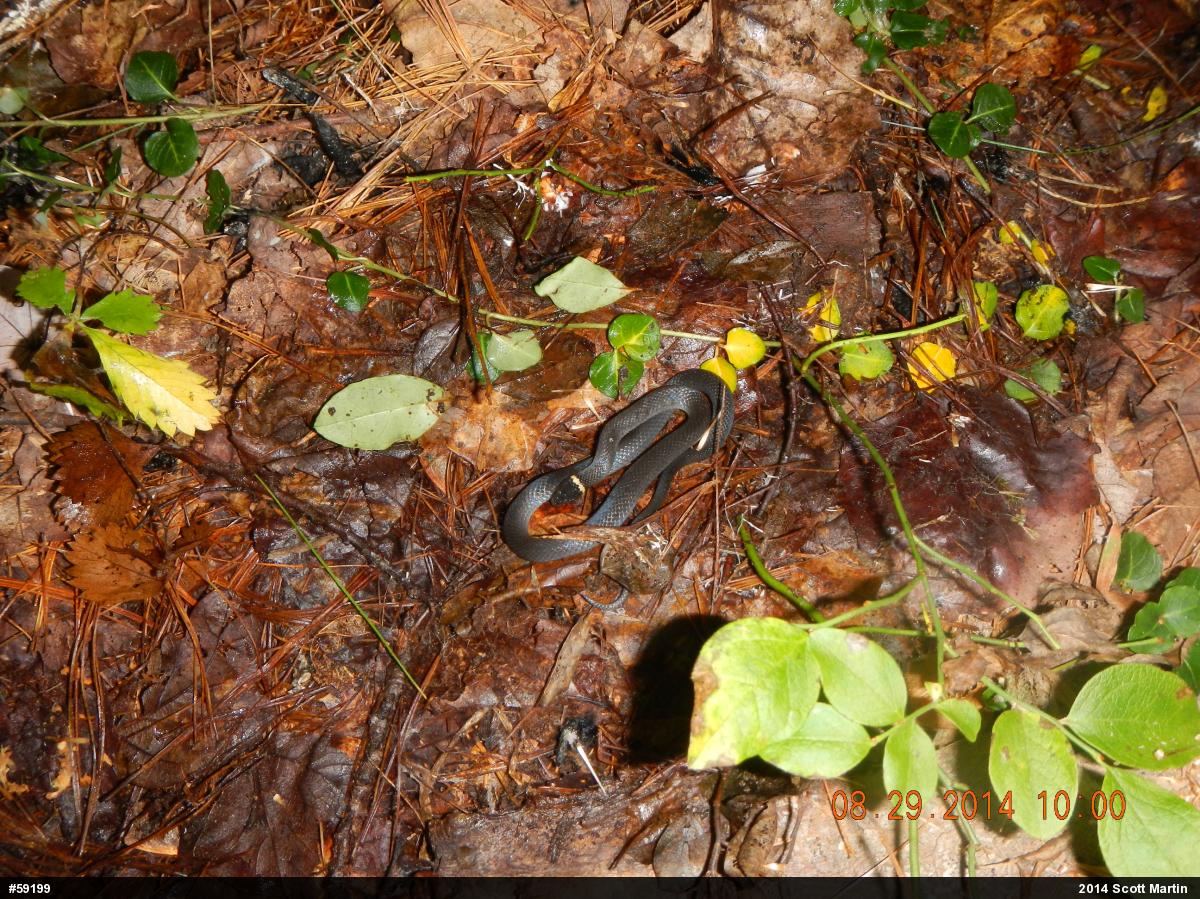 Northern Ring-necked Snake