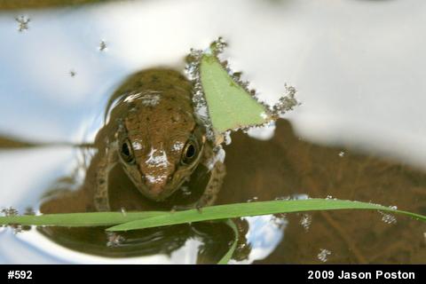 Green Frog