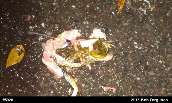 True Frogs