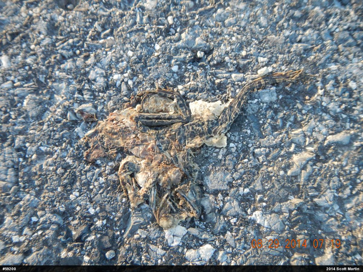 Pickerel Frog