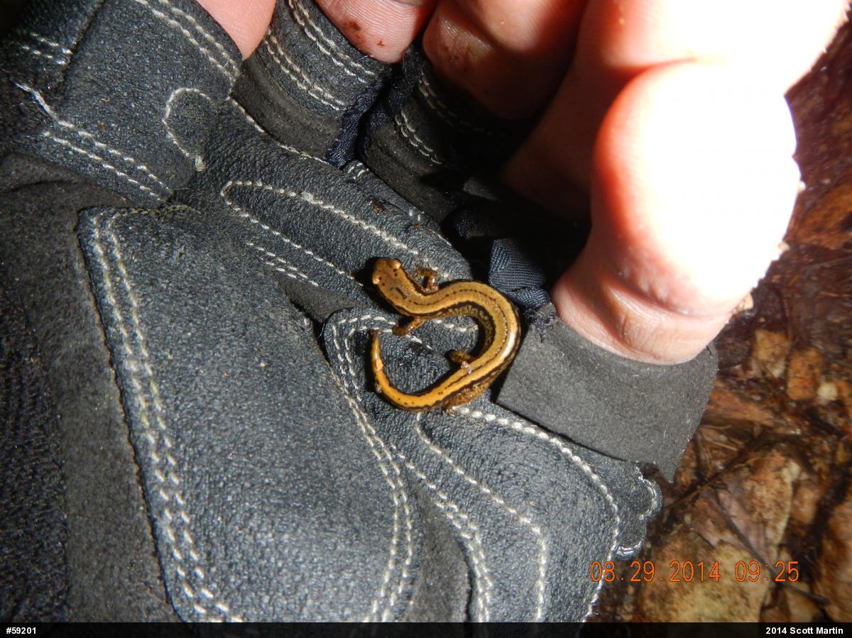 Northern Two-lined Salamander