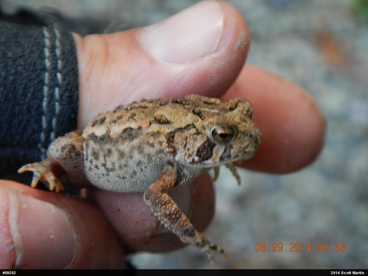 Eastern American Toad