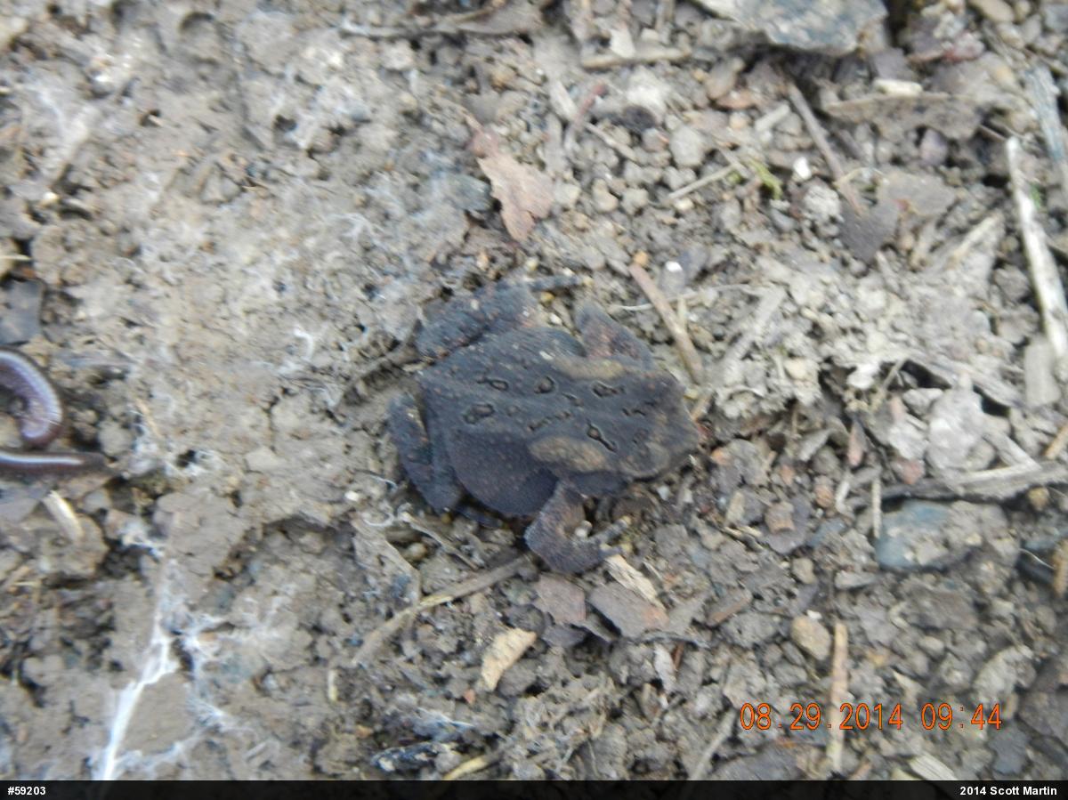 Eastern American Toad
