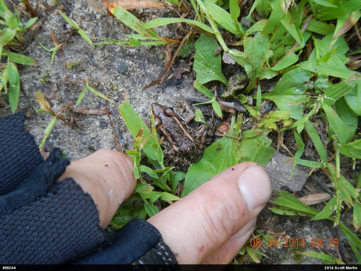 Pickerel Frog