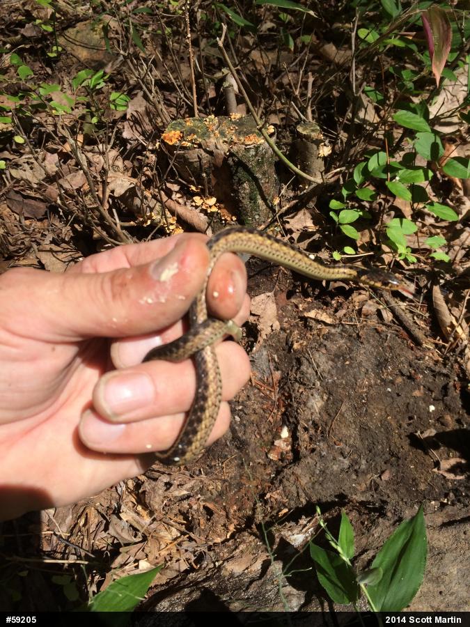 Eastern Gartersnake