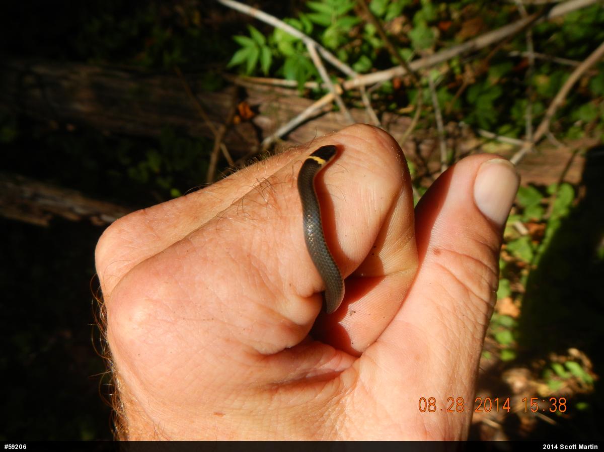 Northern Ring-necked Snake