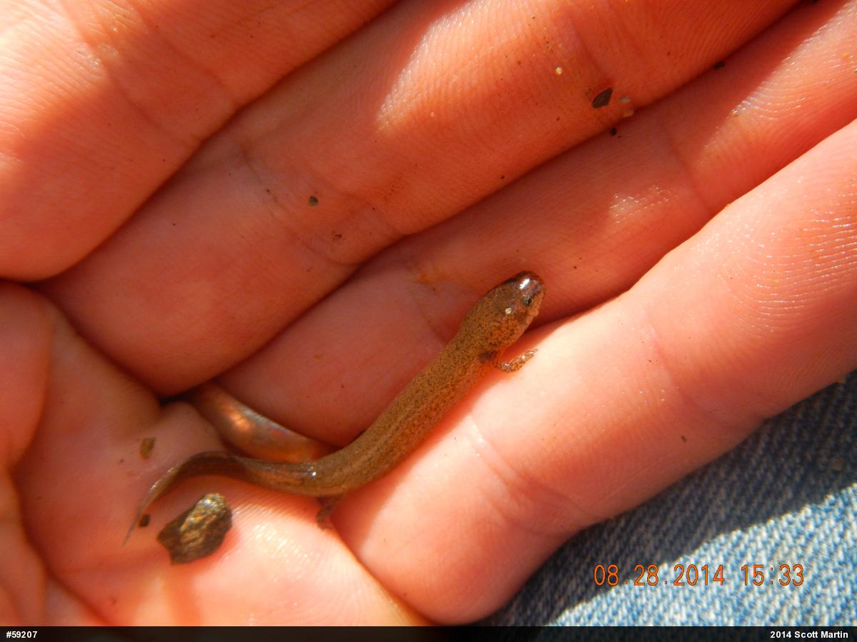 Northern Red Salamander