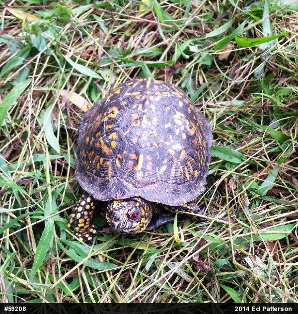 Eastern Box Turtle