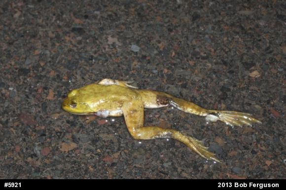 American Bullfrog