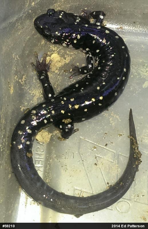 Northern Slimy Salamander