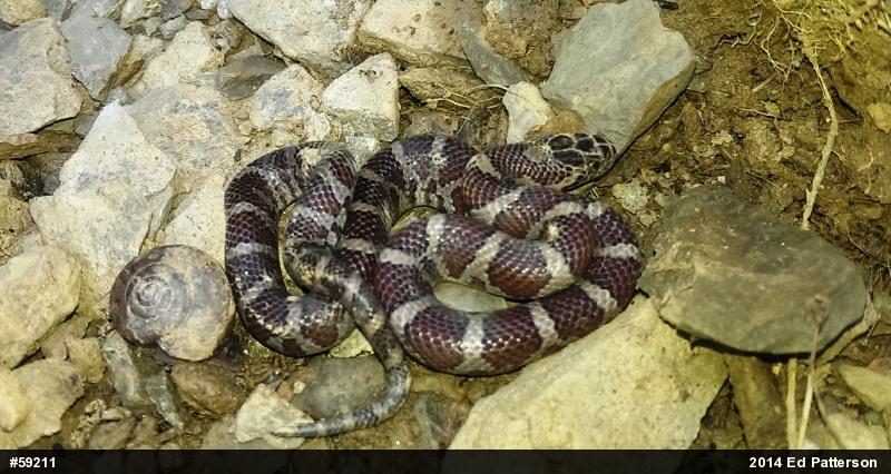 Eastern Milksnake