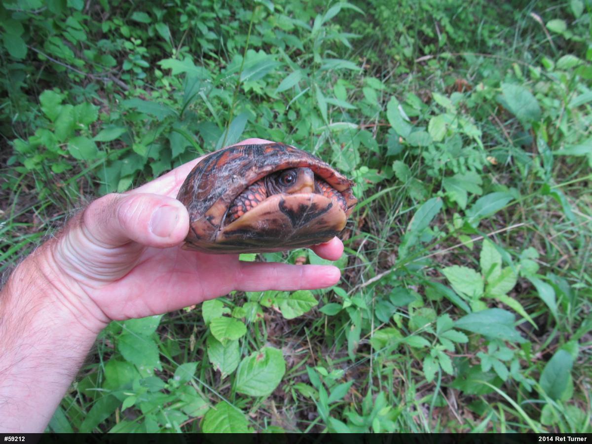 Eastern Box Turtle