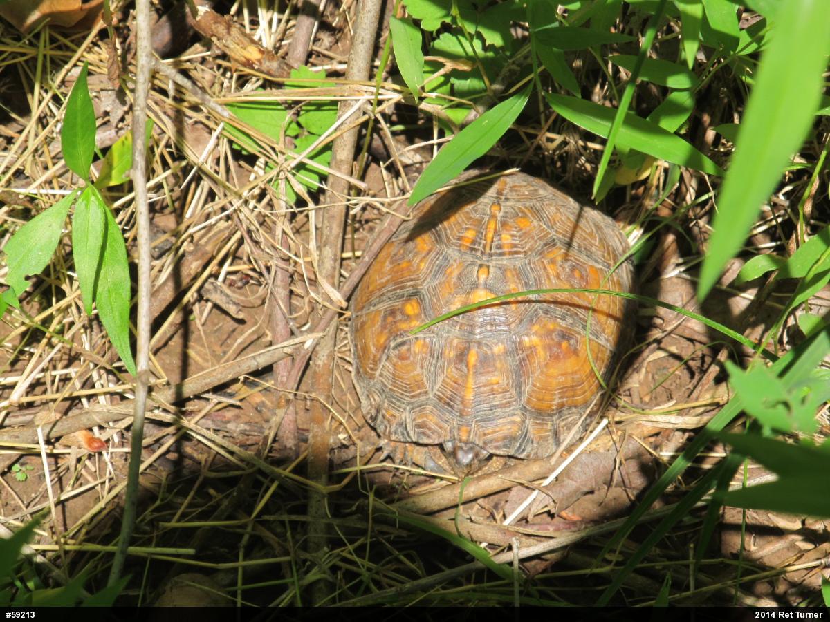 Eastern Box Turtle