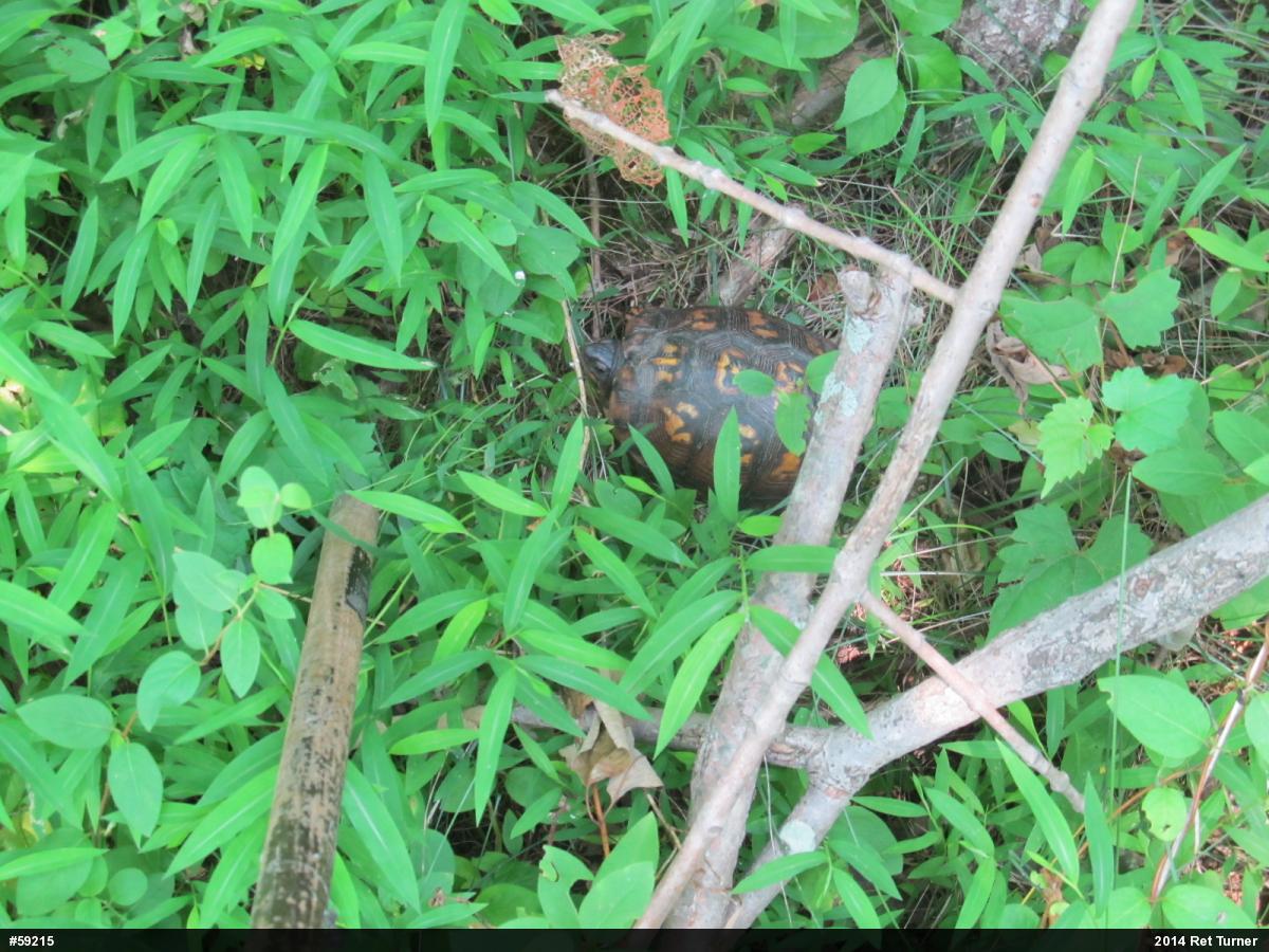 Eastern Box Turtle