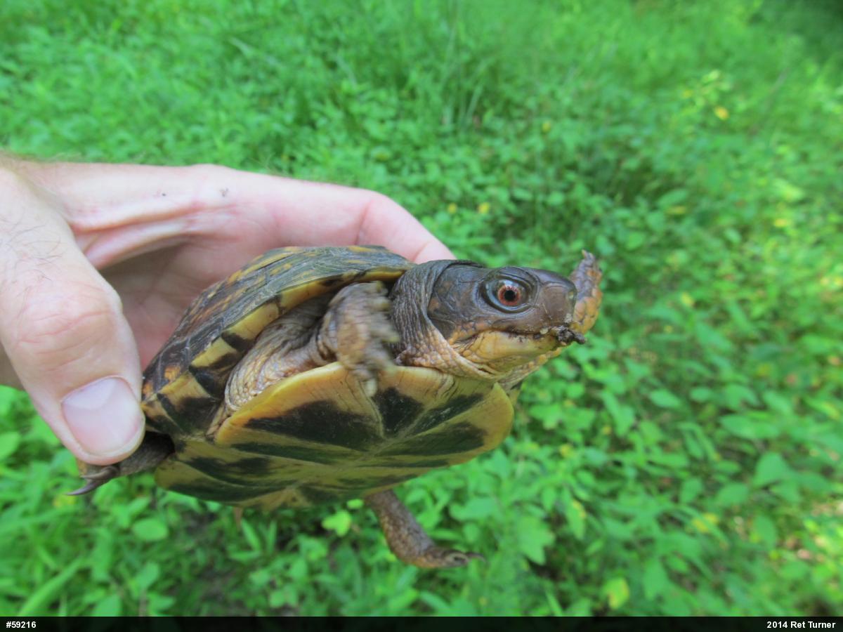 Eastern Box Turtle