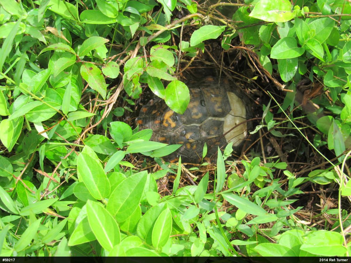 Eastern Box Turtle
