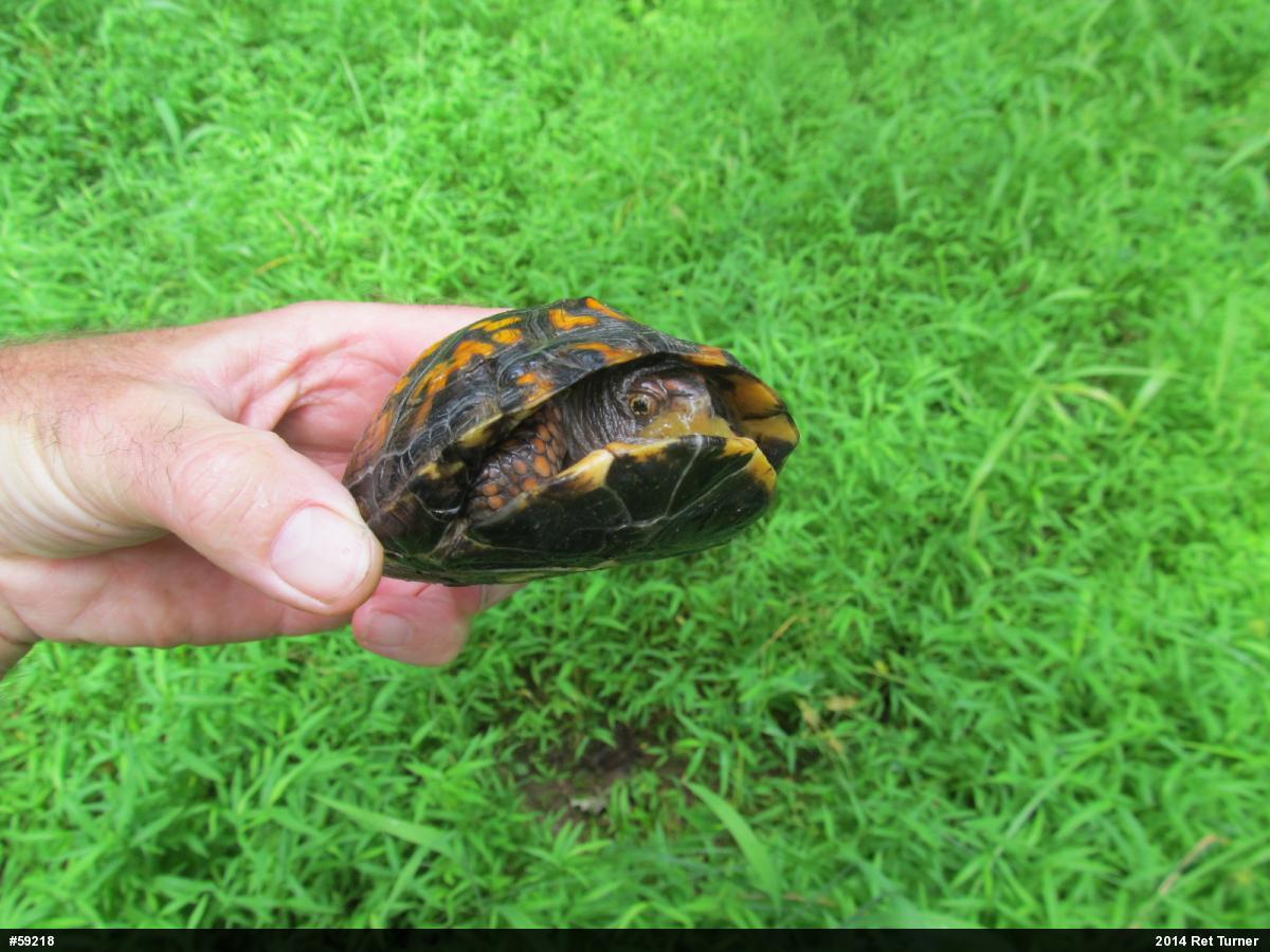 Eastern Box Turtle