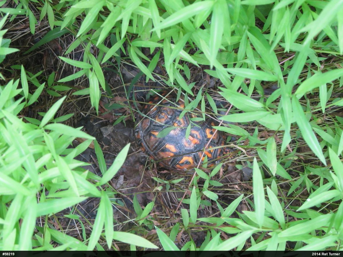 Eastern Box Turtle