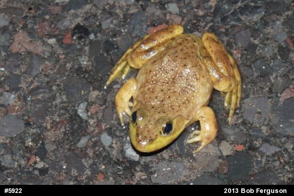 American Bullfrog