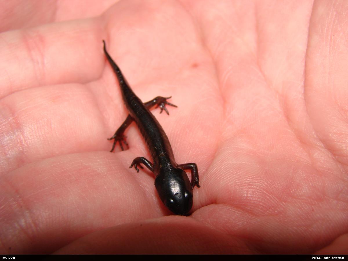 Mole Salamanders