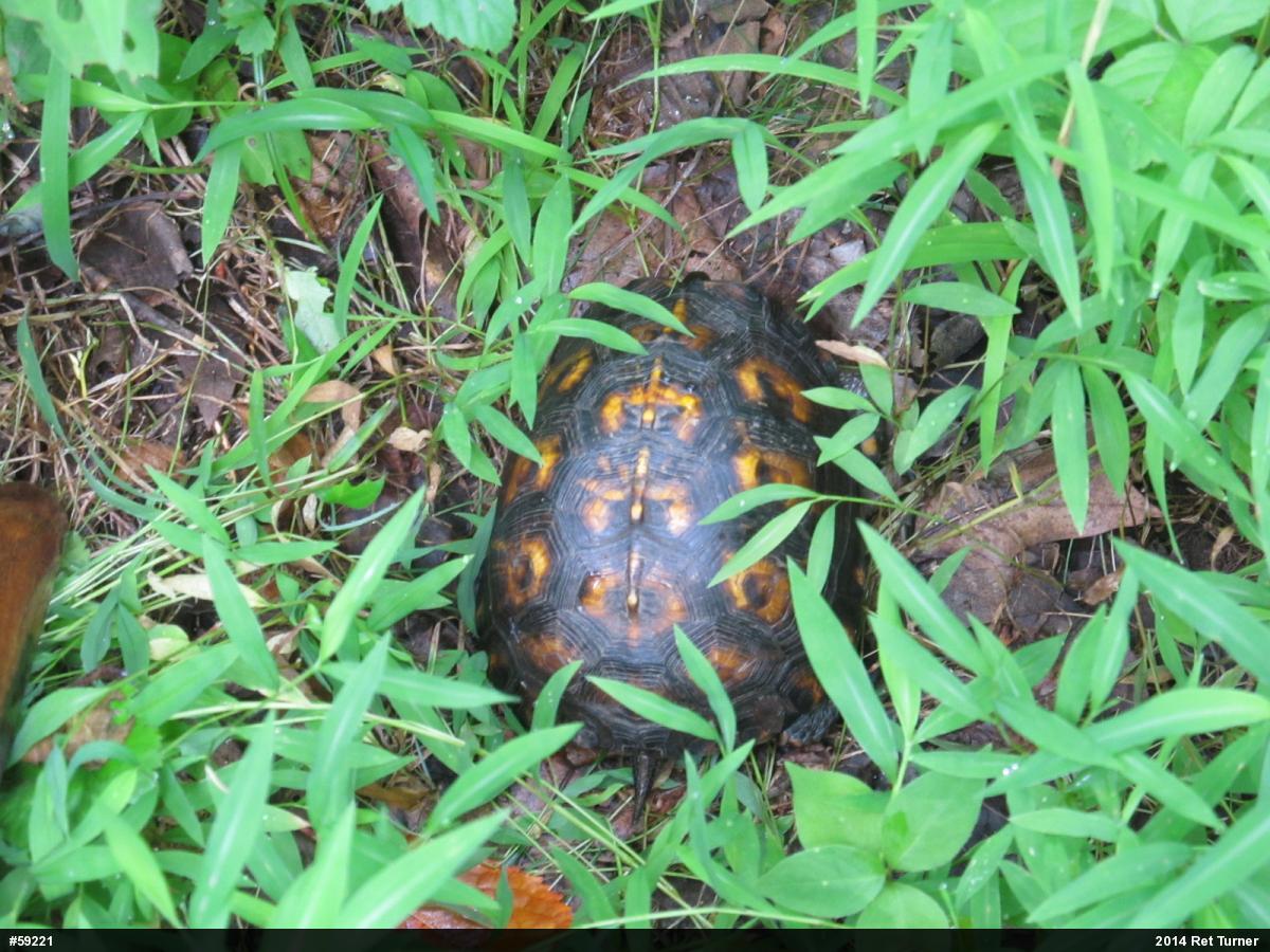 Eastern Box Turtle