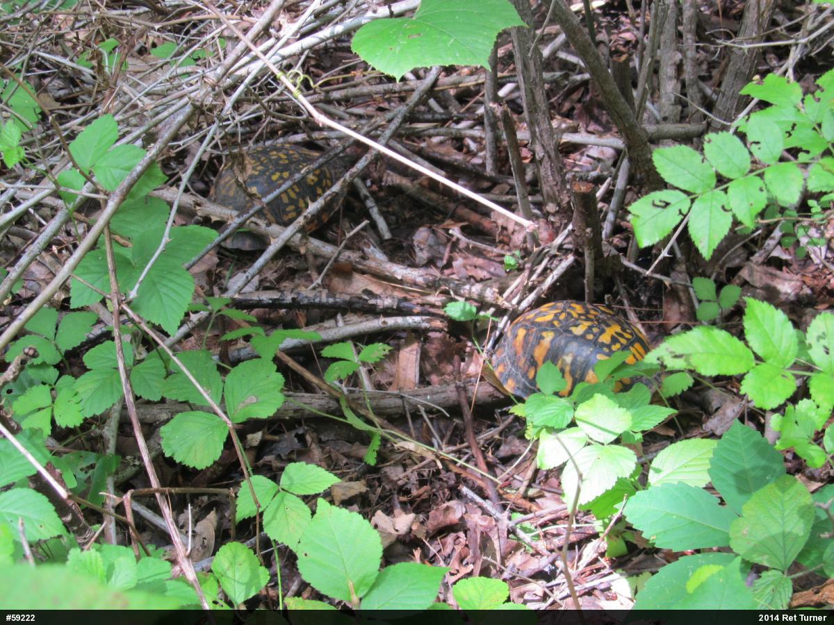 Eastern Box Turtle