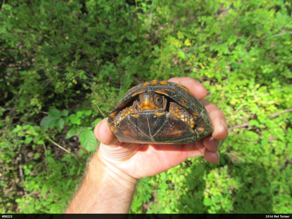 Eastern Box Turtle