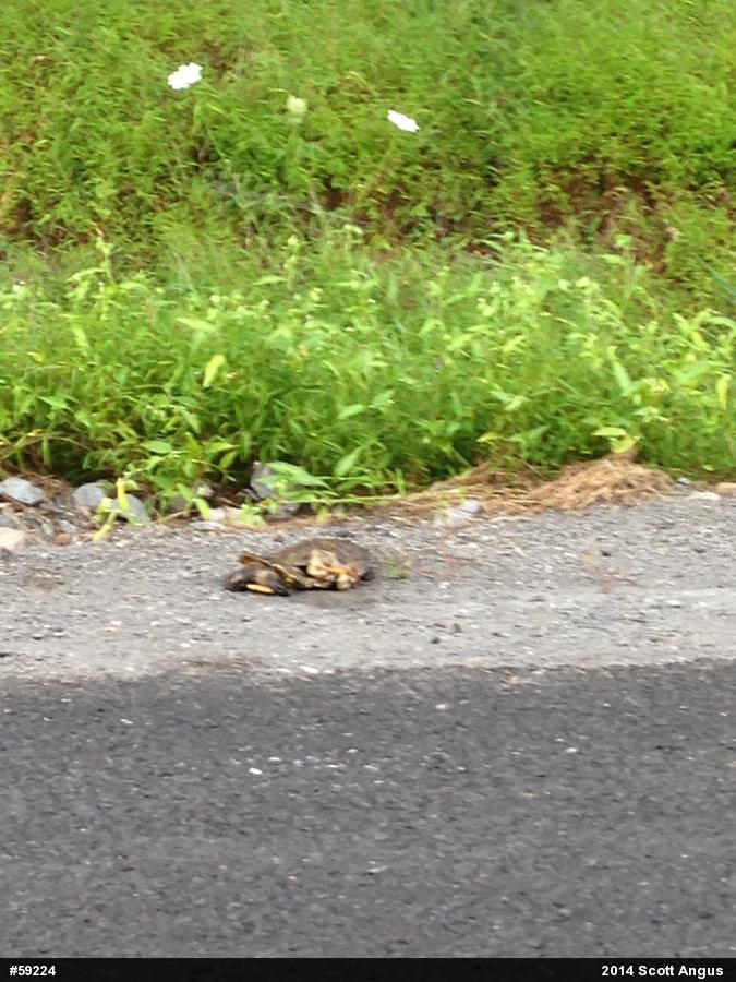 Wood Turtle
