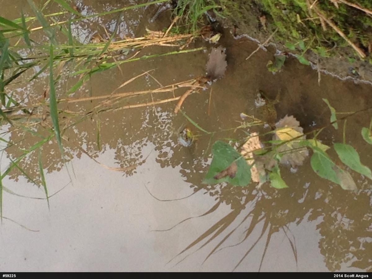 Green Frog