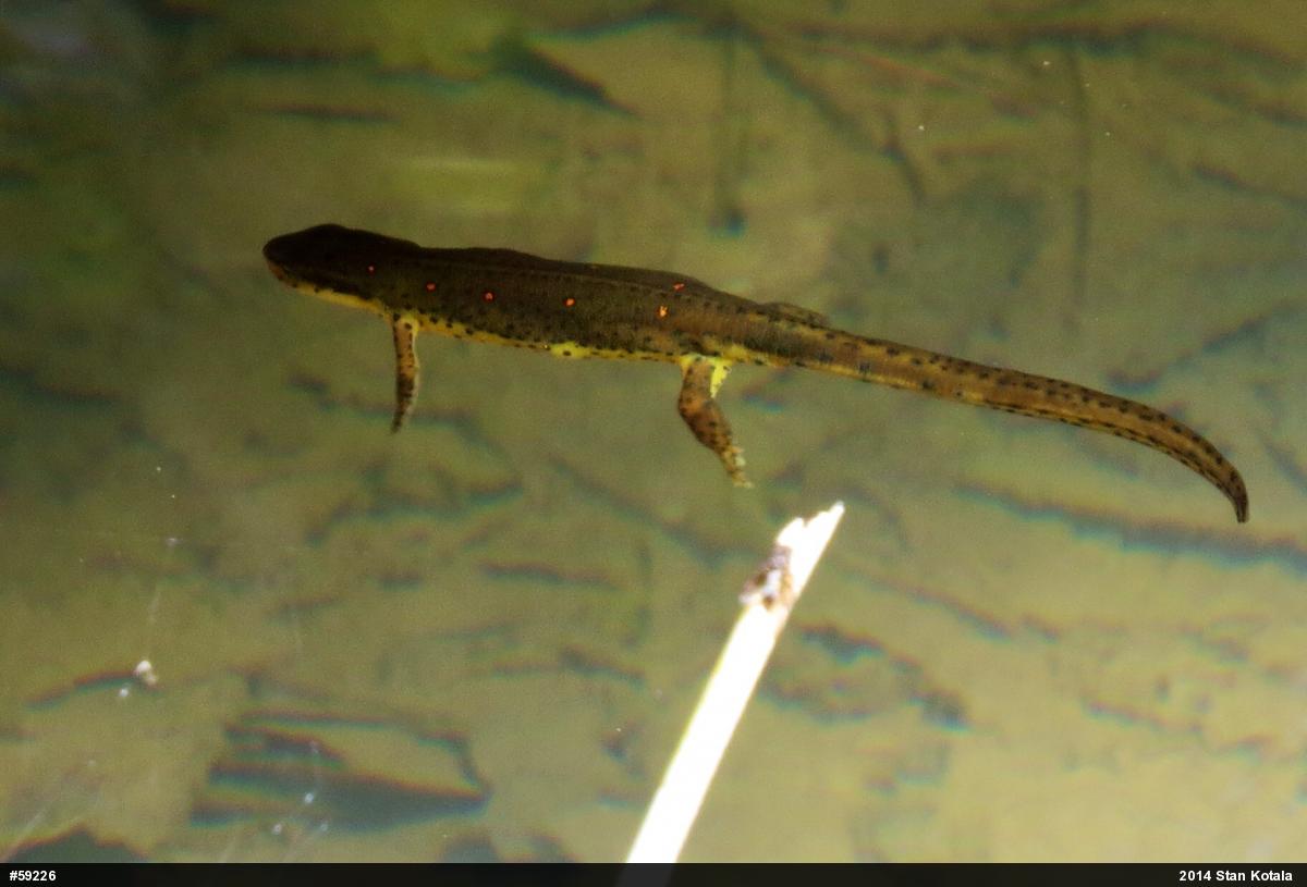 Red-spotted Newt