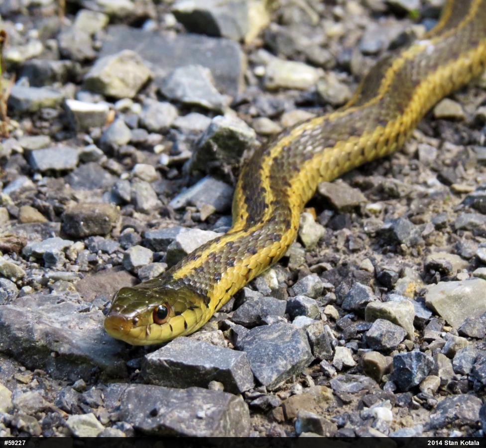 Eastern Gartersnake