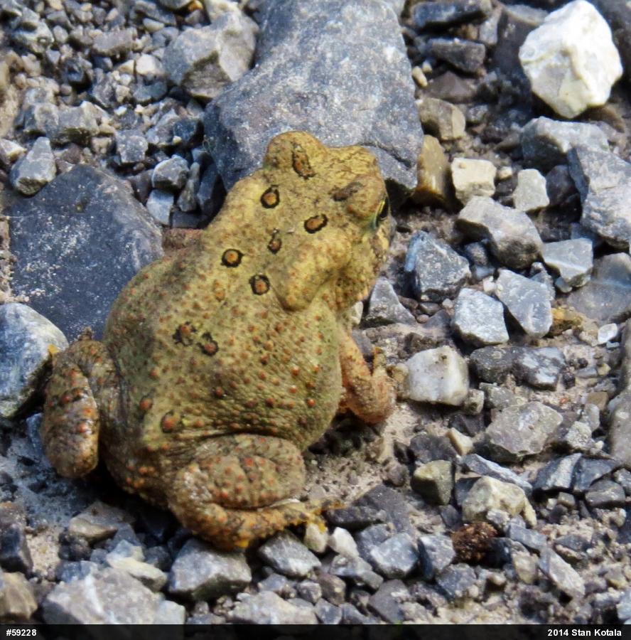 Eastern American Toad
