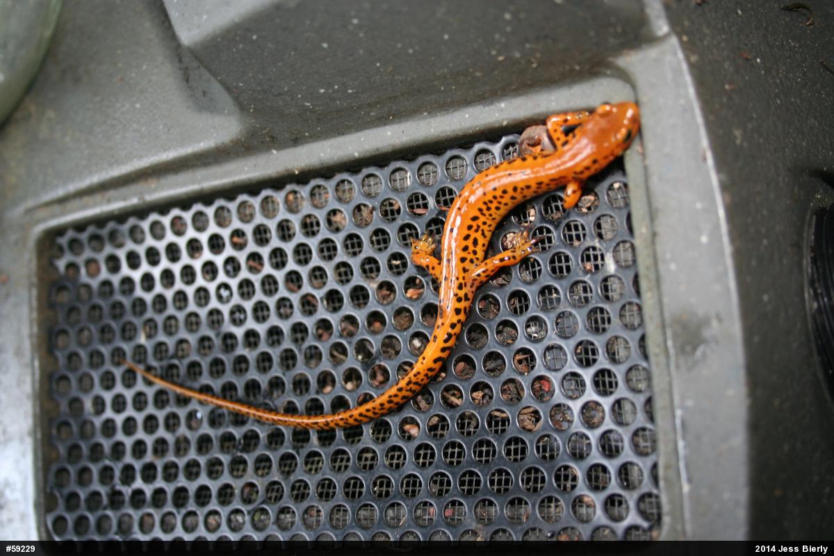 Eastern Long-tailed Salamander