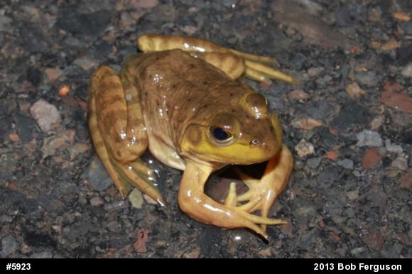 American Bullfrog