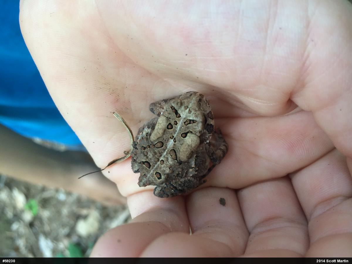 Eastern American Toad