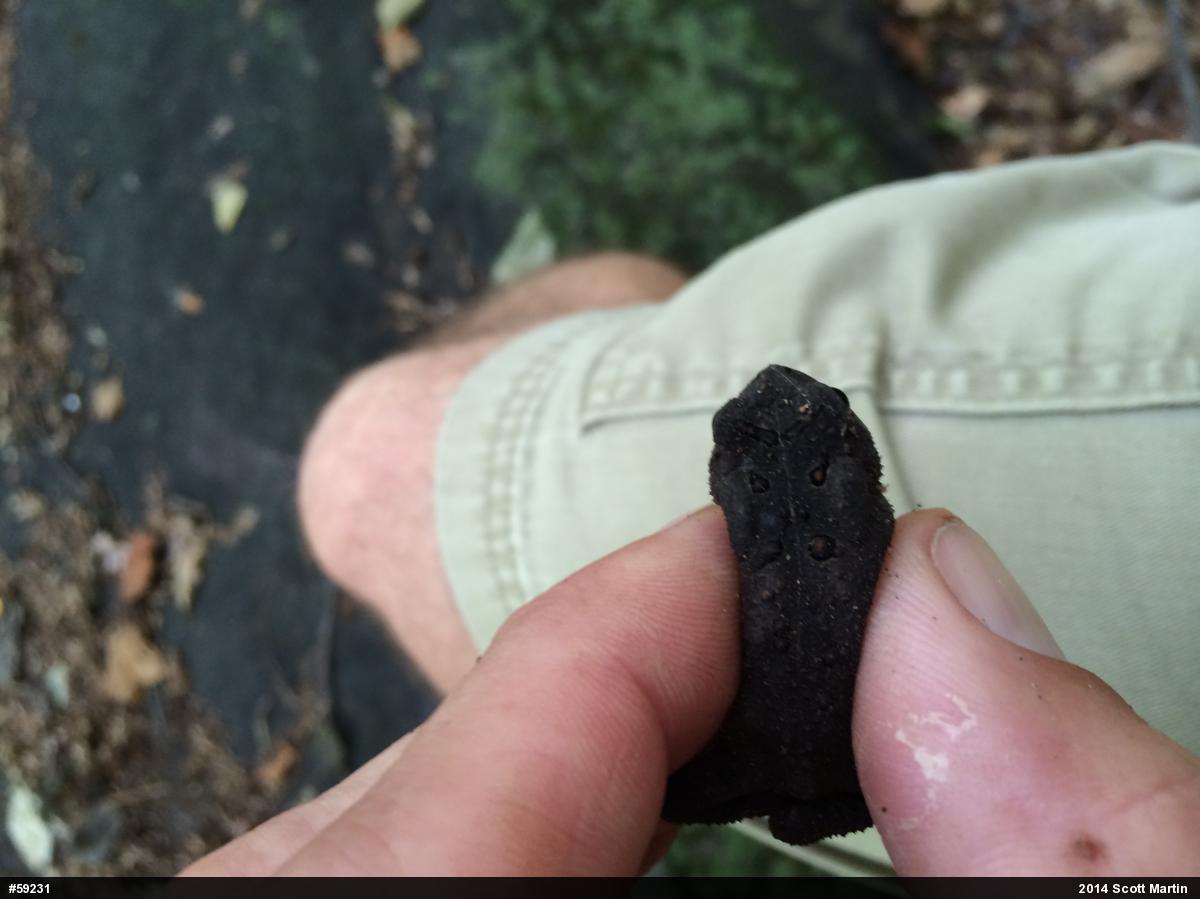 Eastern American Toad