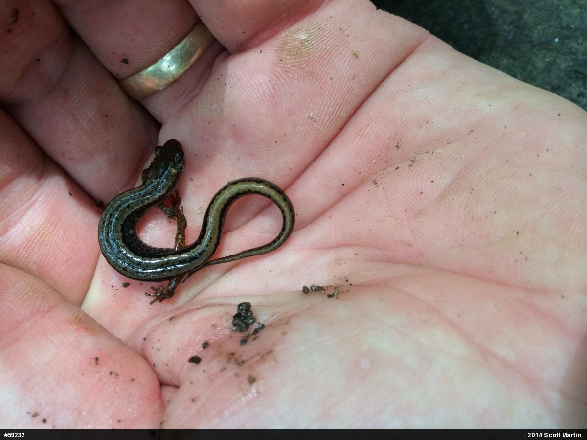 Northern Two-lined Salamander