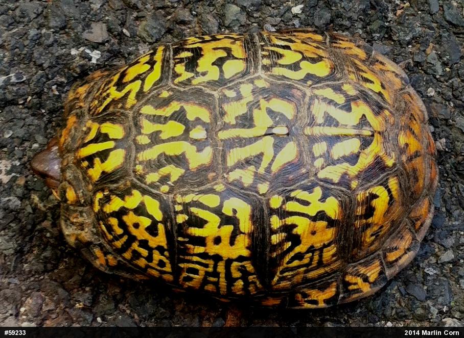 Eastern Box Turtle