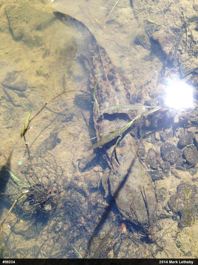 Eastern Hellbender