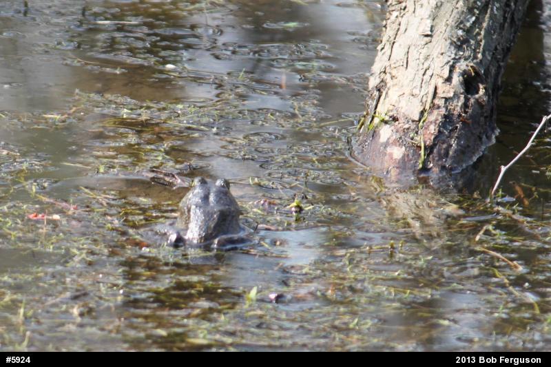 American Bullfrog