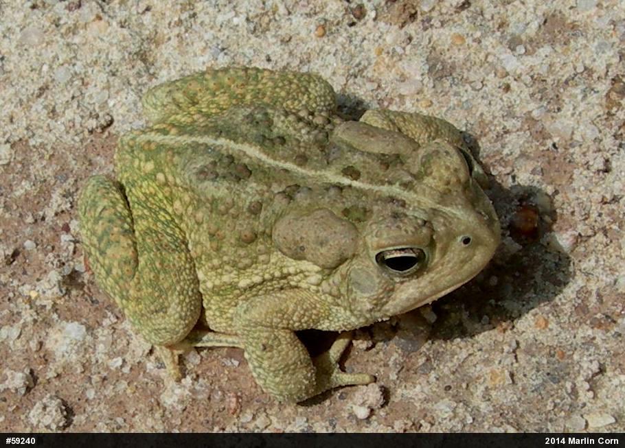 Fowler's Toad