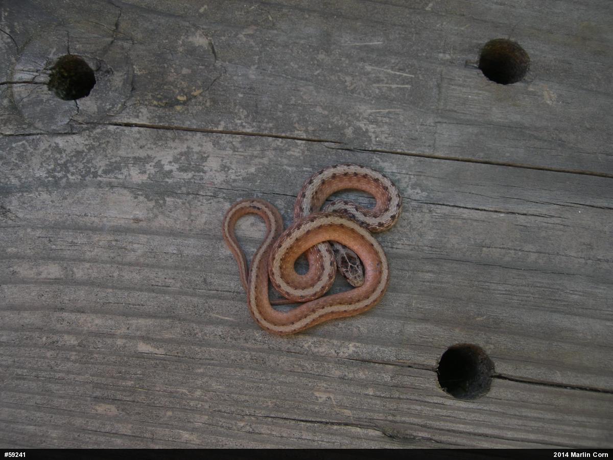 Dekay's Brownsnake
