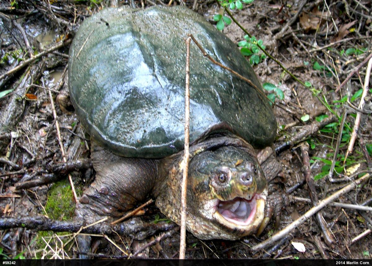 Snapping Turtle