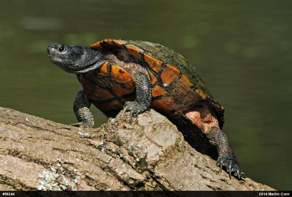 Red-eared Slider