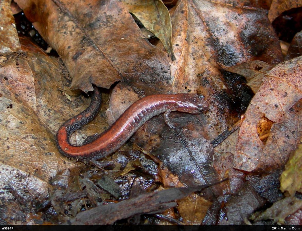 Eastern Red-backed  Salamander